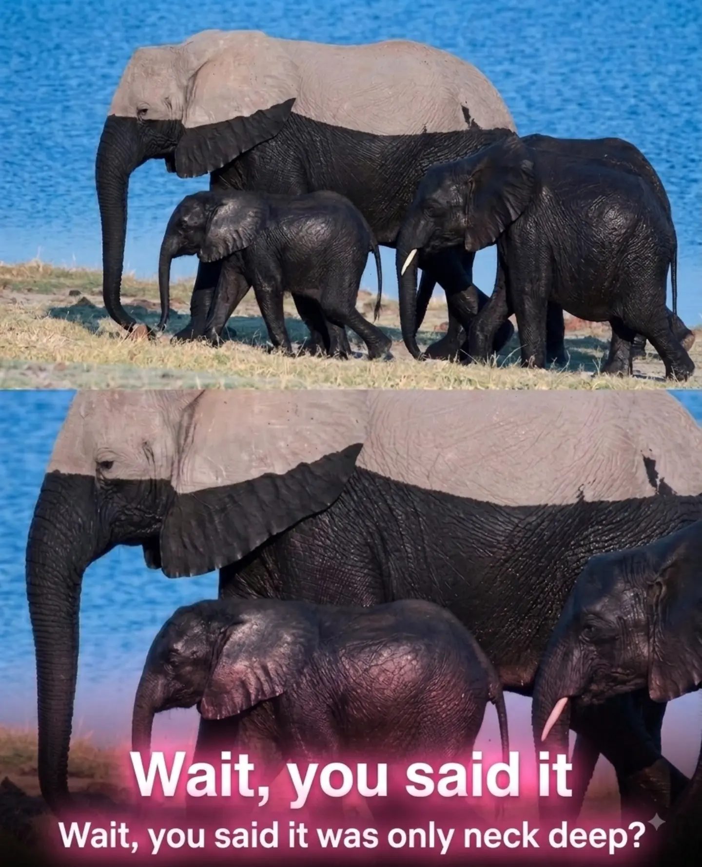 Elephants' Fun Miscalculation Day!