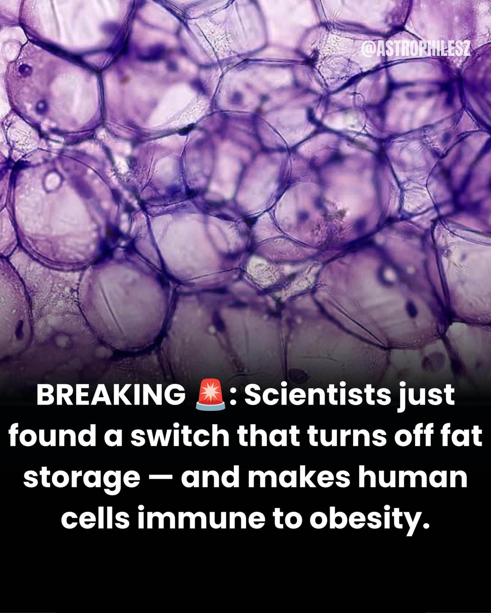 Scientists Discover Protein That Controls Fat Storage in Cells