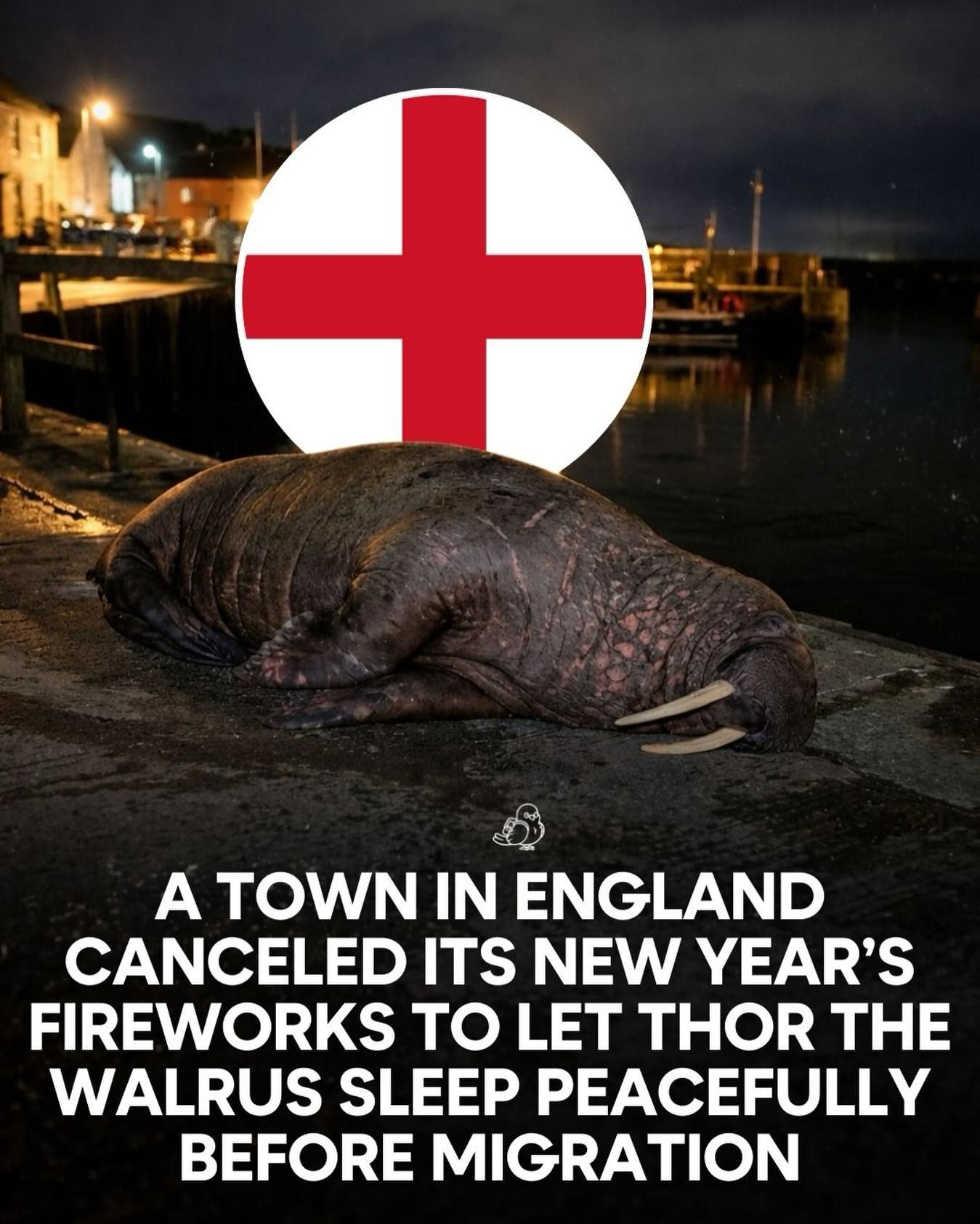 Scarborough Canceled Fireworks to Protect Migrating Walrus