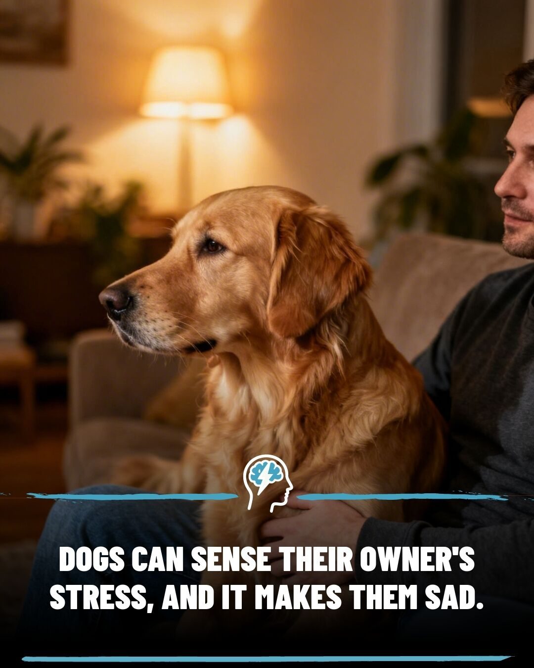 How Dogs Sense and Feel Your Stress