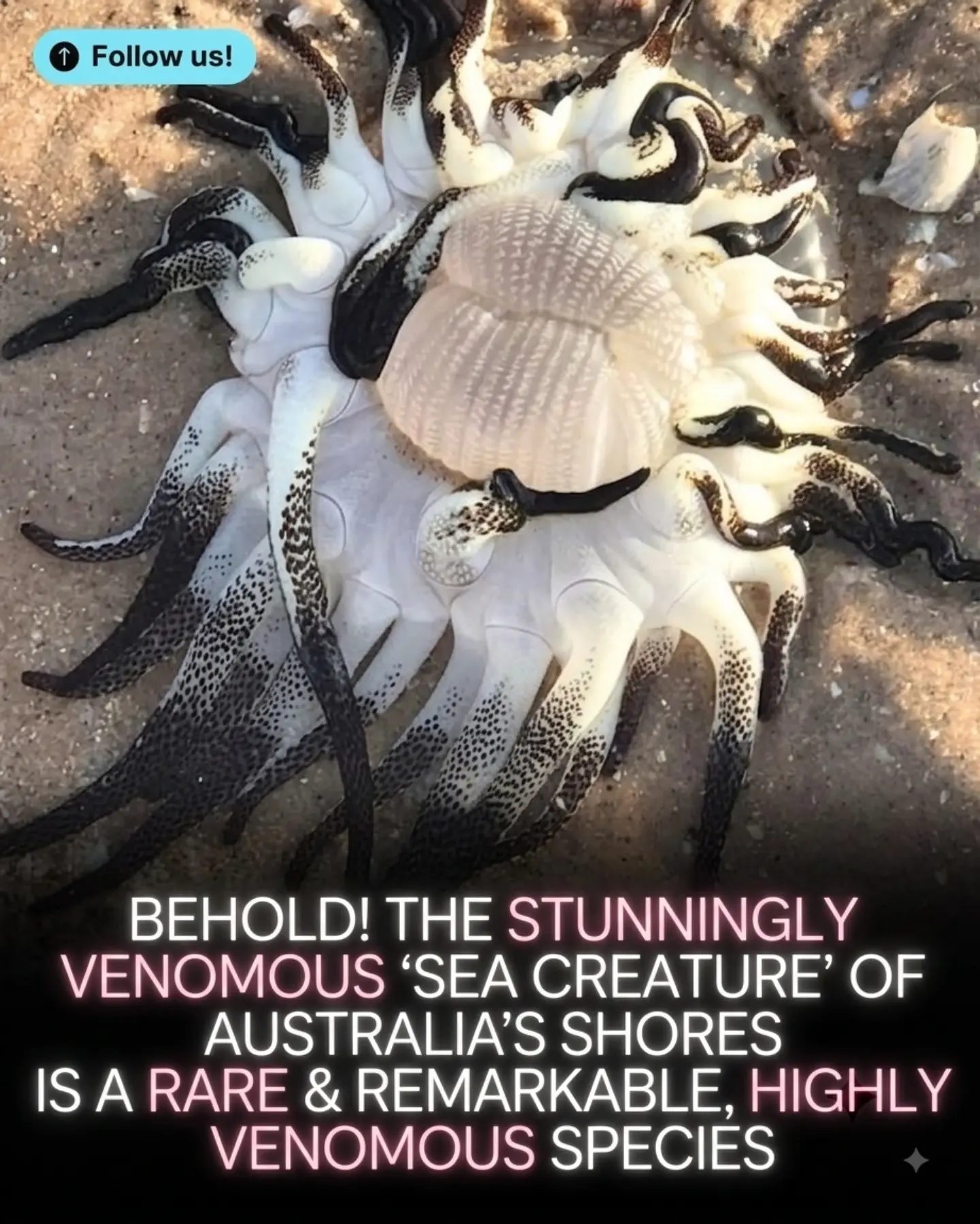 The Deadly Beauty of Australia's Armed Sea Anemone