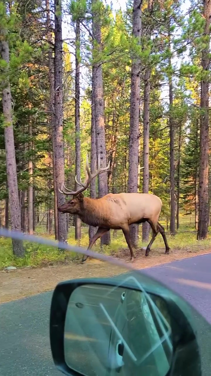 Elk Encounter: Driving Through Forest