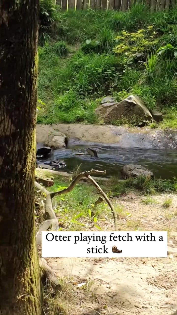 Otter's Enchanting Fetch Game in Streaming Waters