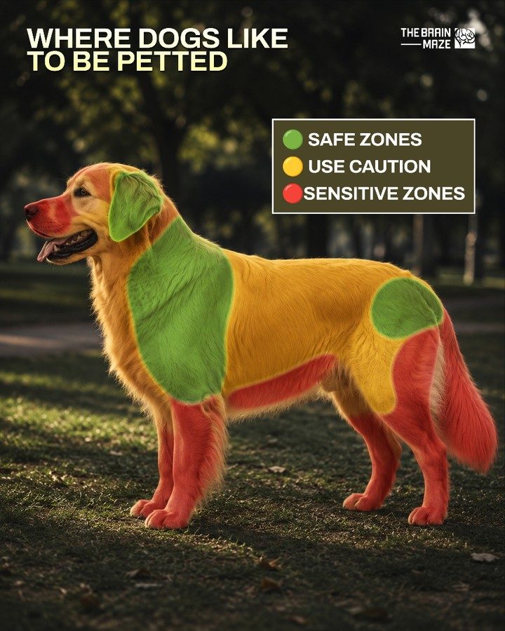 Best Places to Pet Your Dog
