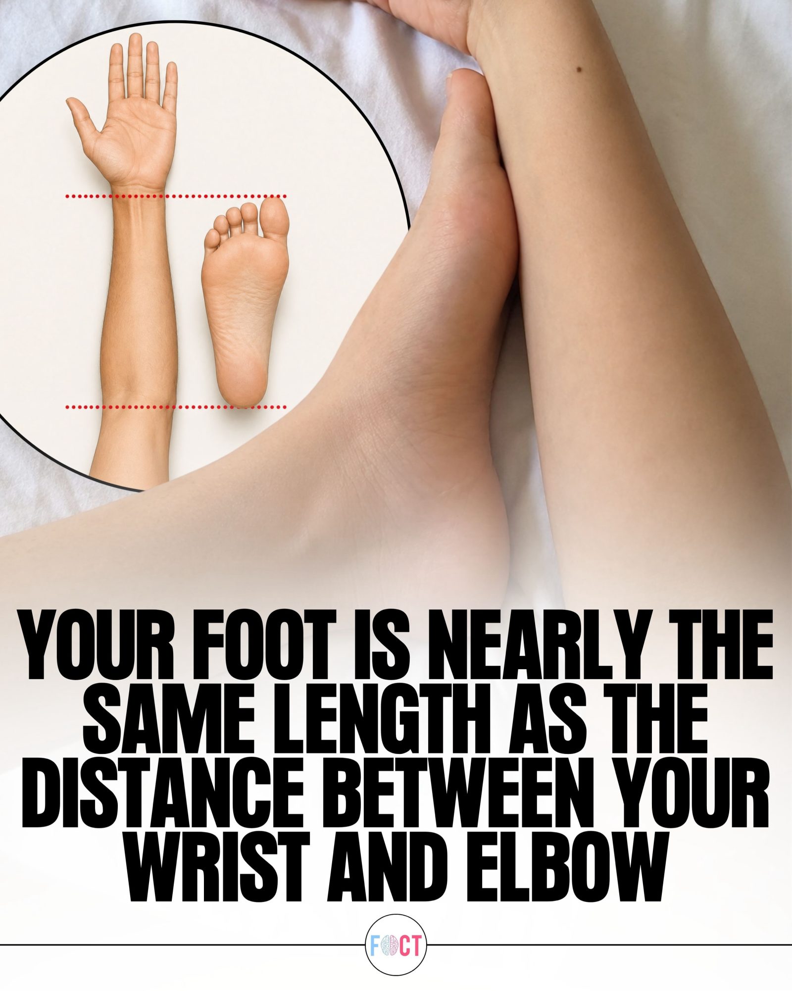 Length of Your Foot vs. Your Wrist to Elbow: A Surprising Proportion Fact
