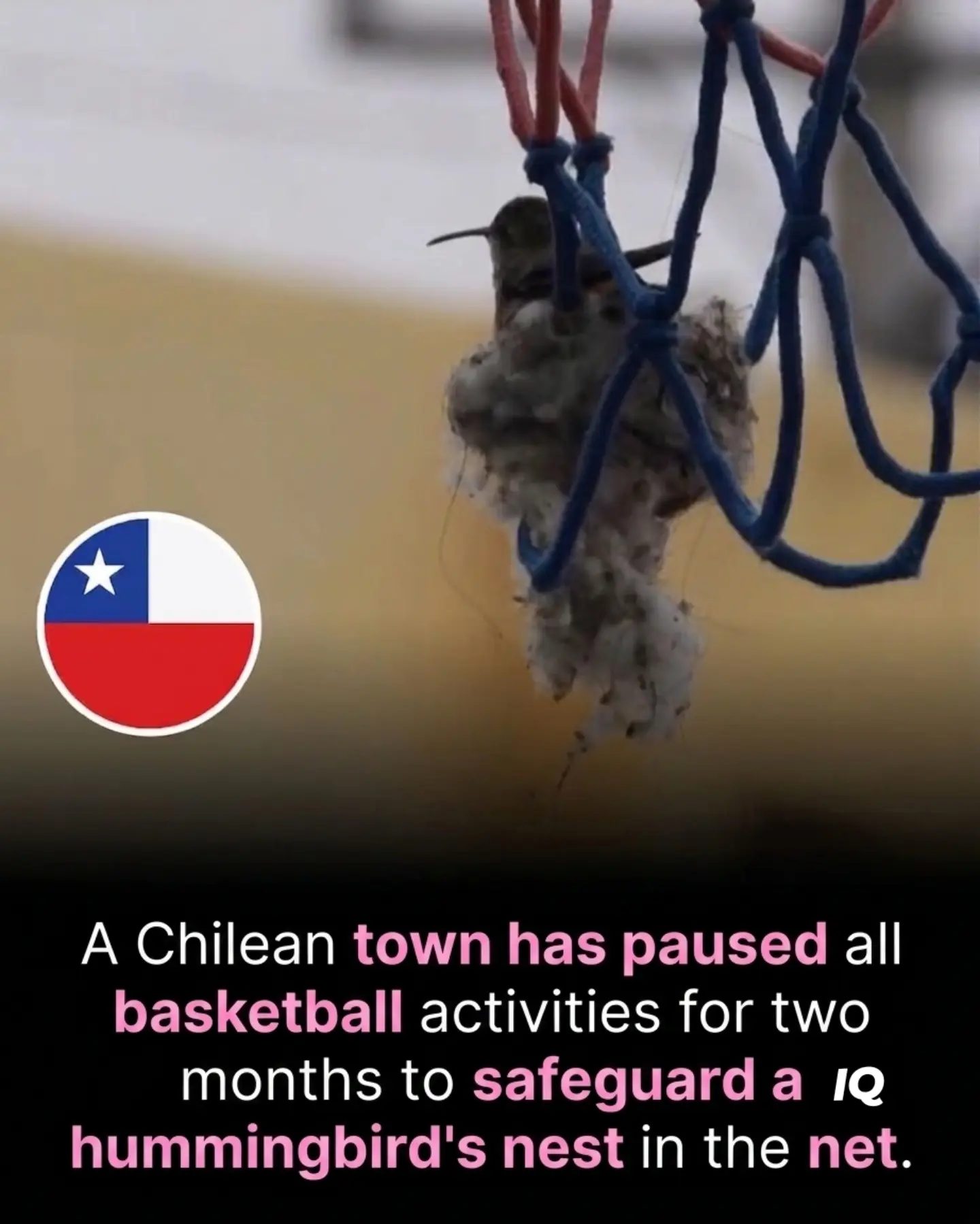 Hummingbird Nest in Basketball Net Halts Chilean Town's Games