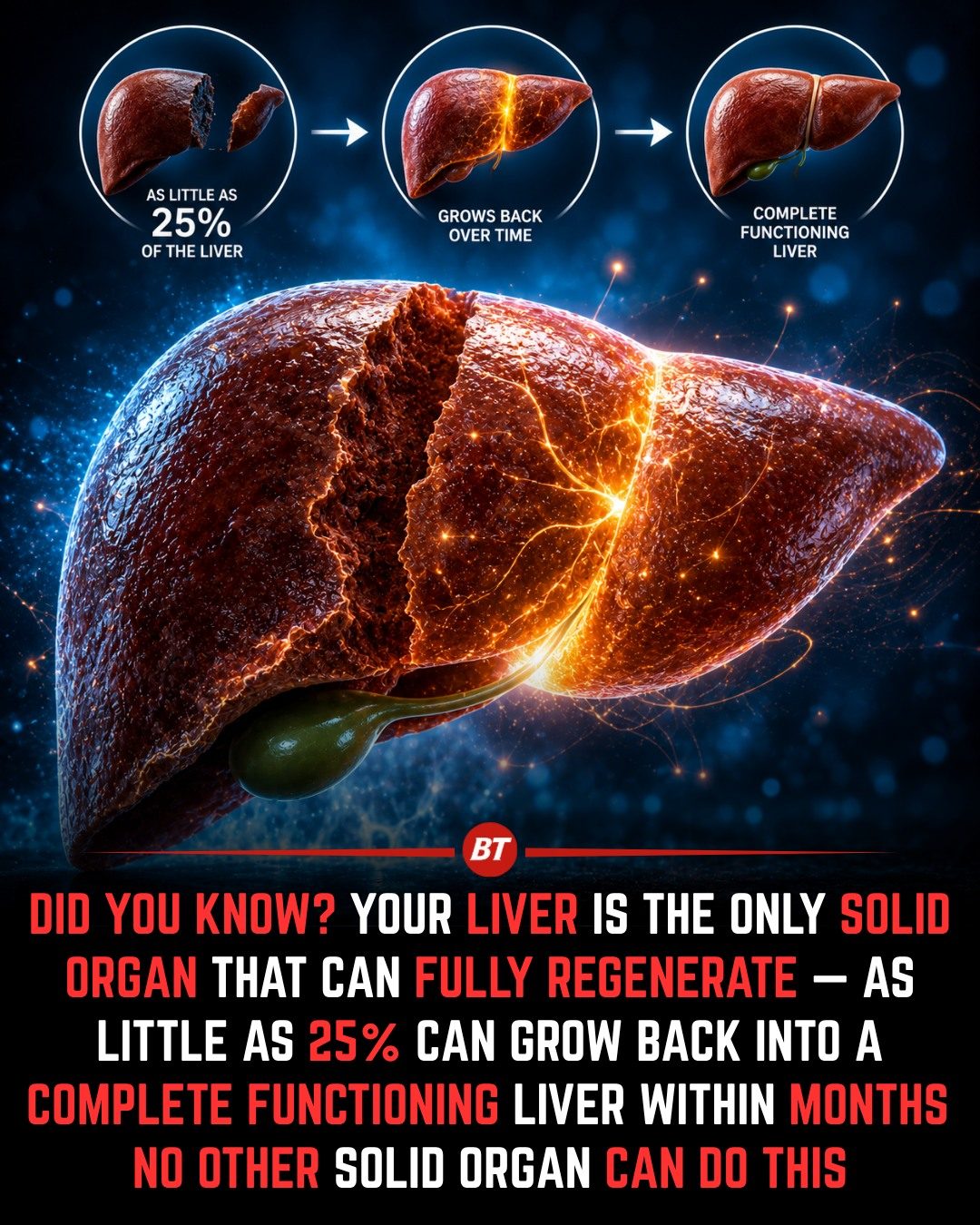 The Liver's Amazing Ability to Regenerate from 25%