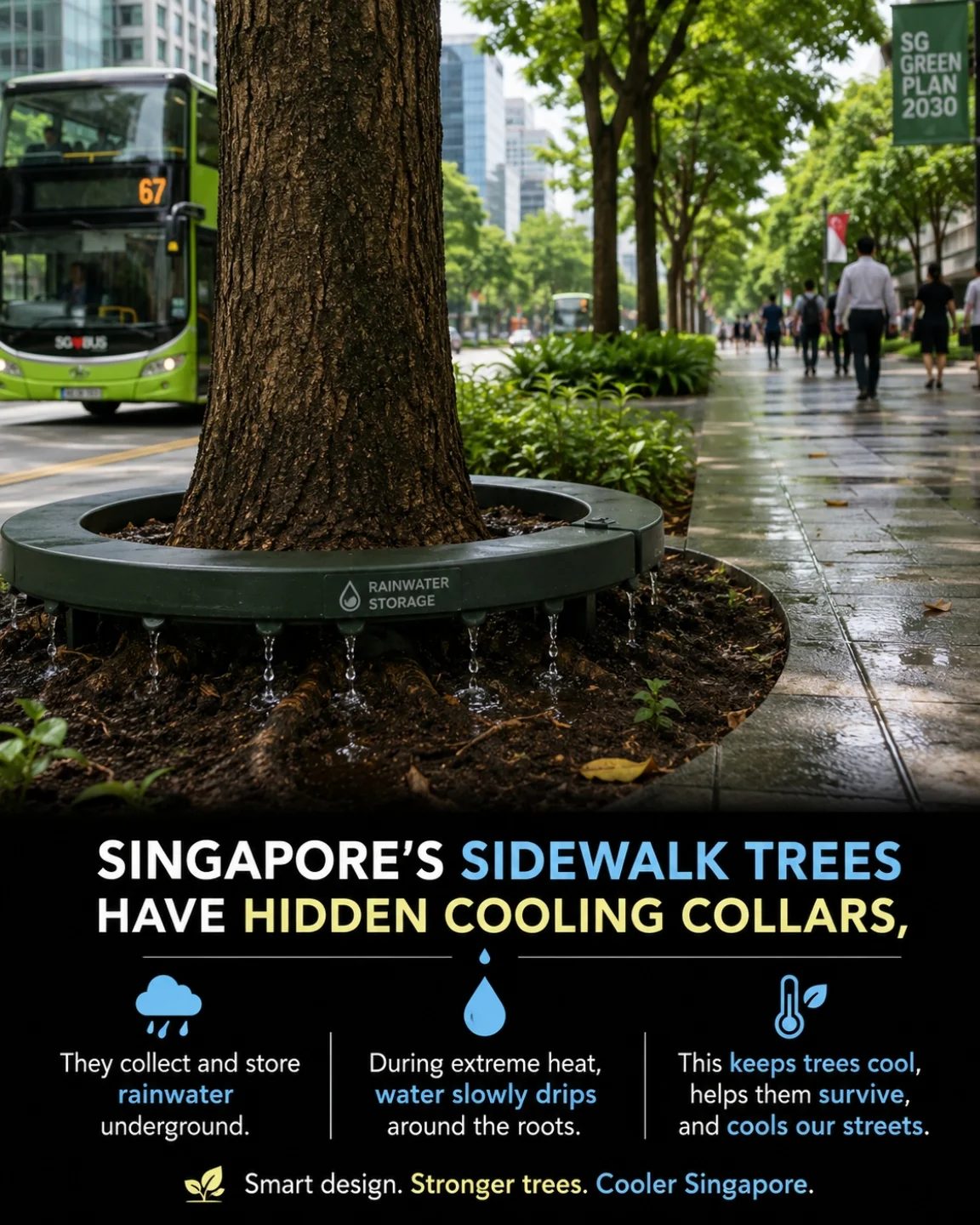Singapore's Ingenious Urban Cooling with Sidewalk Trees