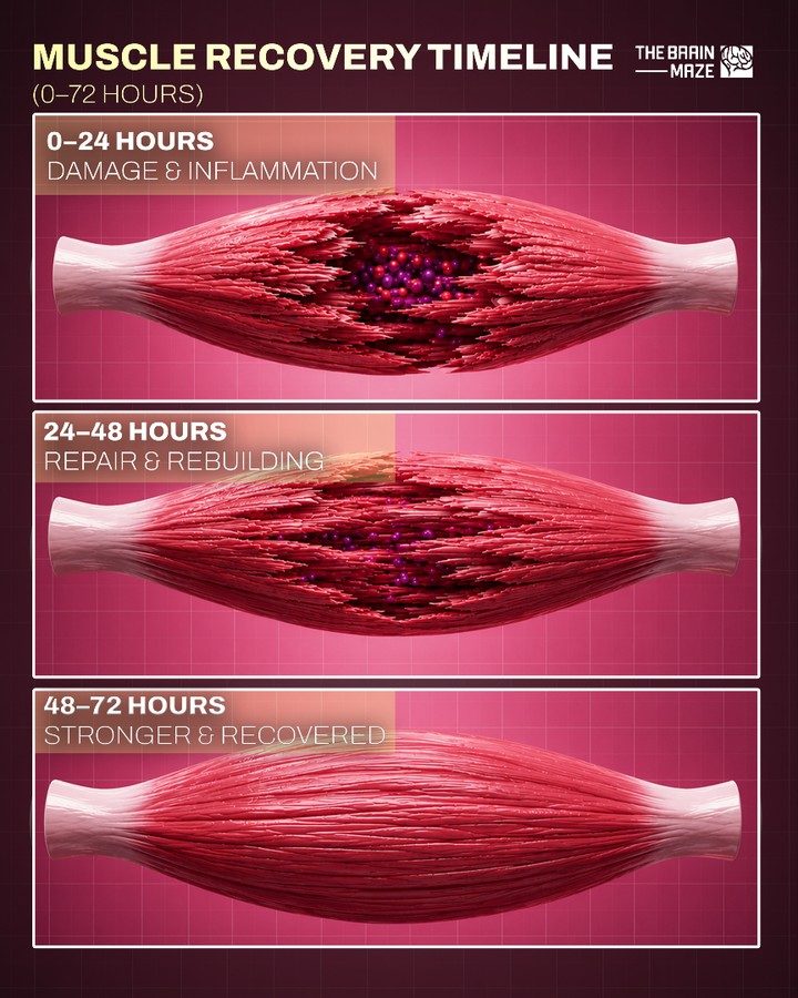 Muscle Recovery Phases: 0-72 Hours Explained