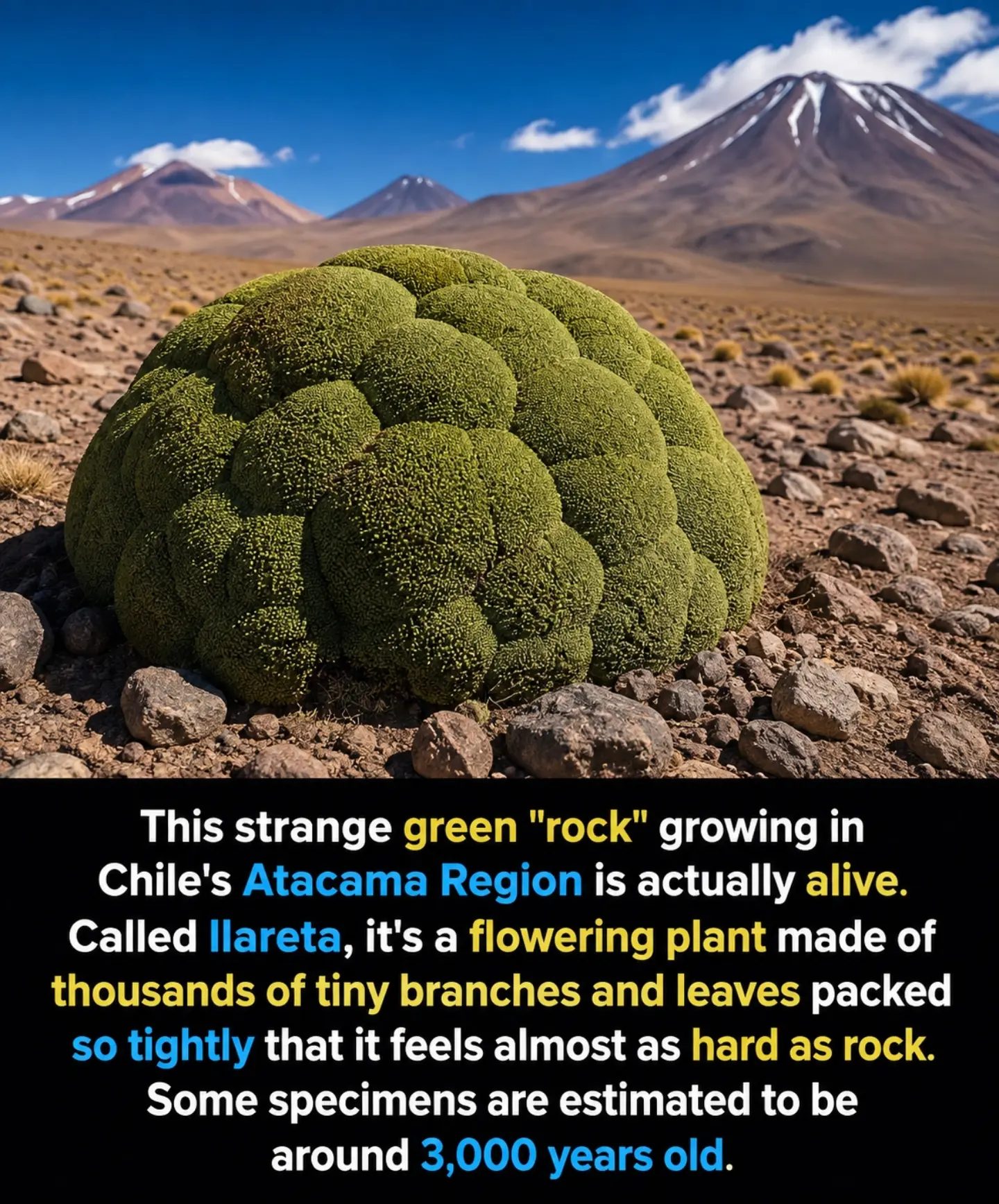 **Discovering the Ancient Llareta Plant in Chile's Atacama**