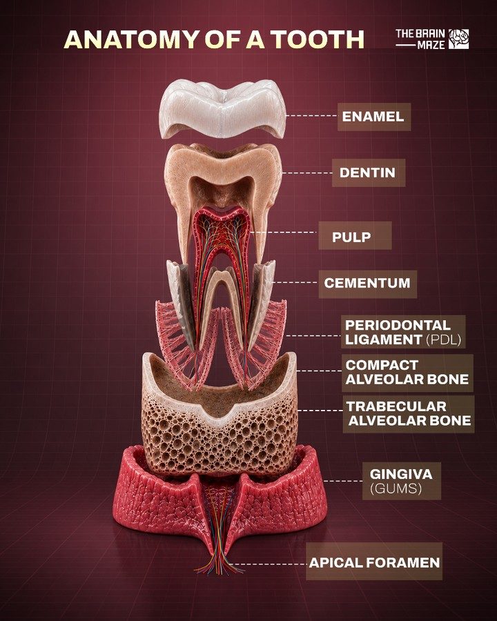 Understanding the Anatomy of Your Teeth