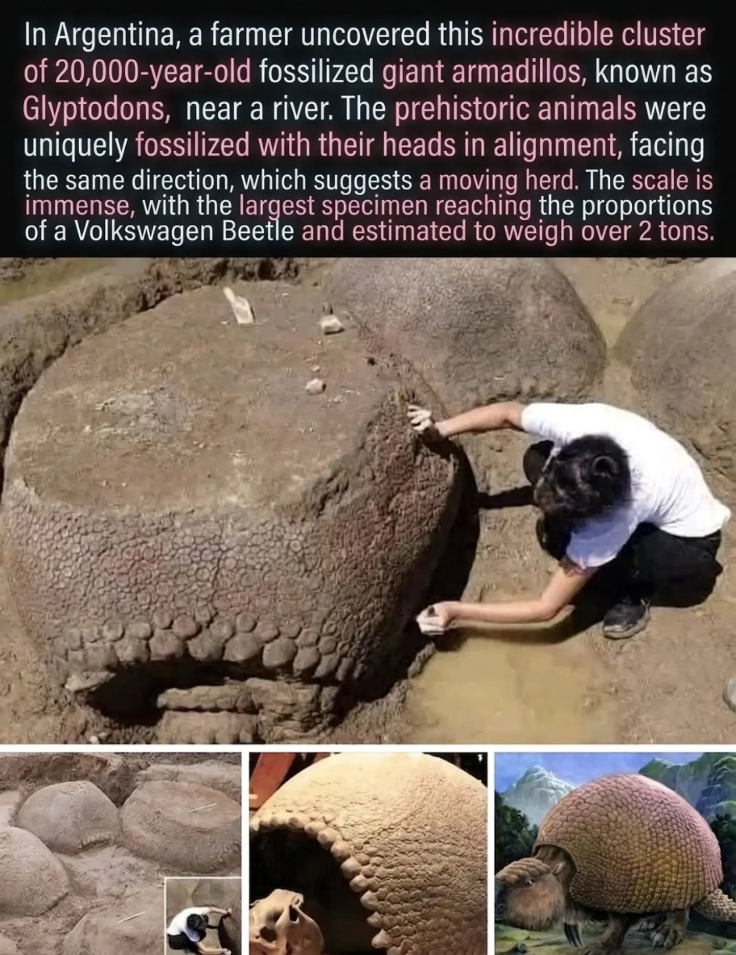 Giant Ice Age Armadillos Found in Argentina