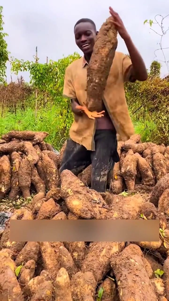 Harvesting Giant Yams in Africa: A Staple Food Unveiled