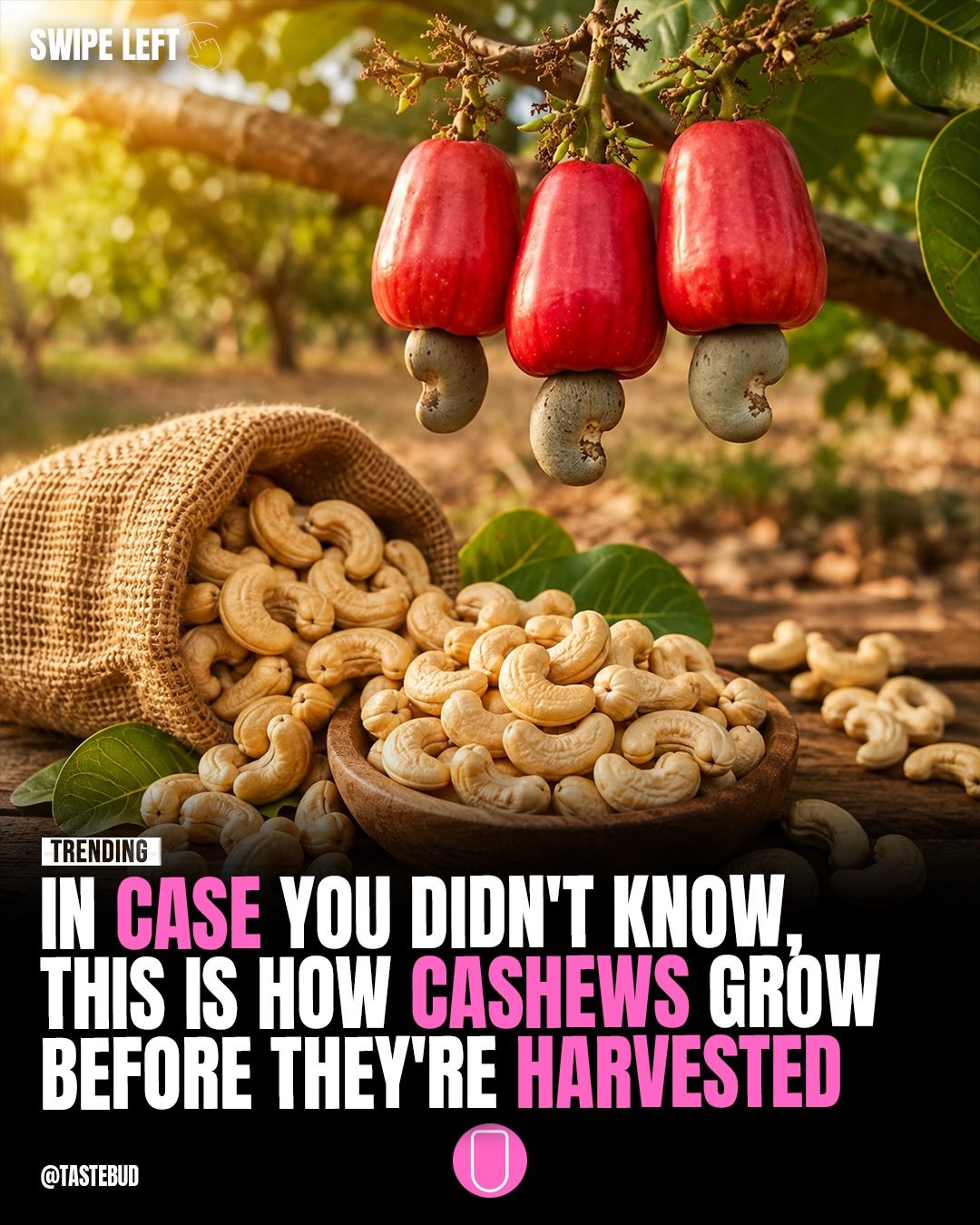 How Cashews Grow: From Tree to Table