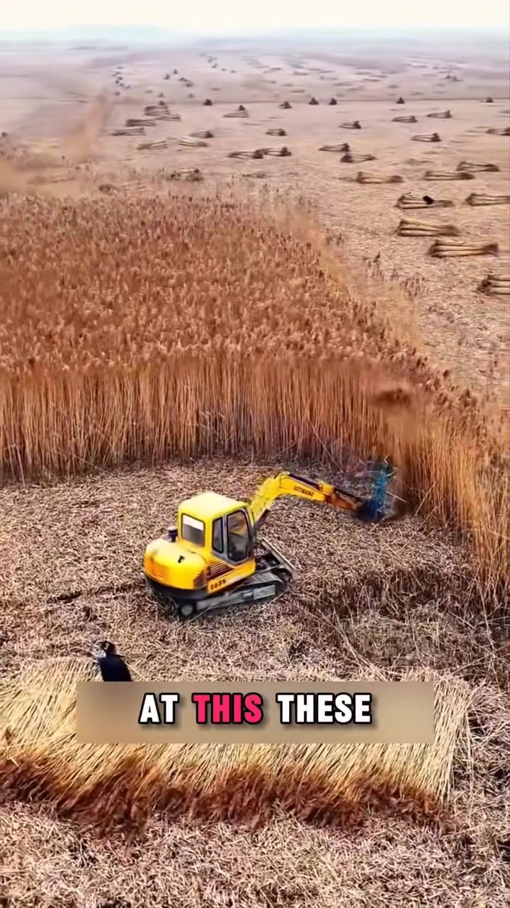 Harvesting and Crafting Durable Reed Roofs in the UK