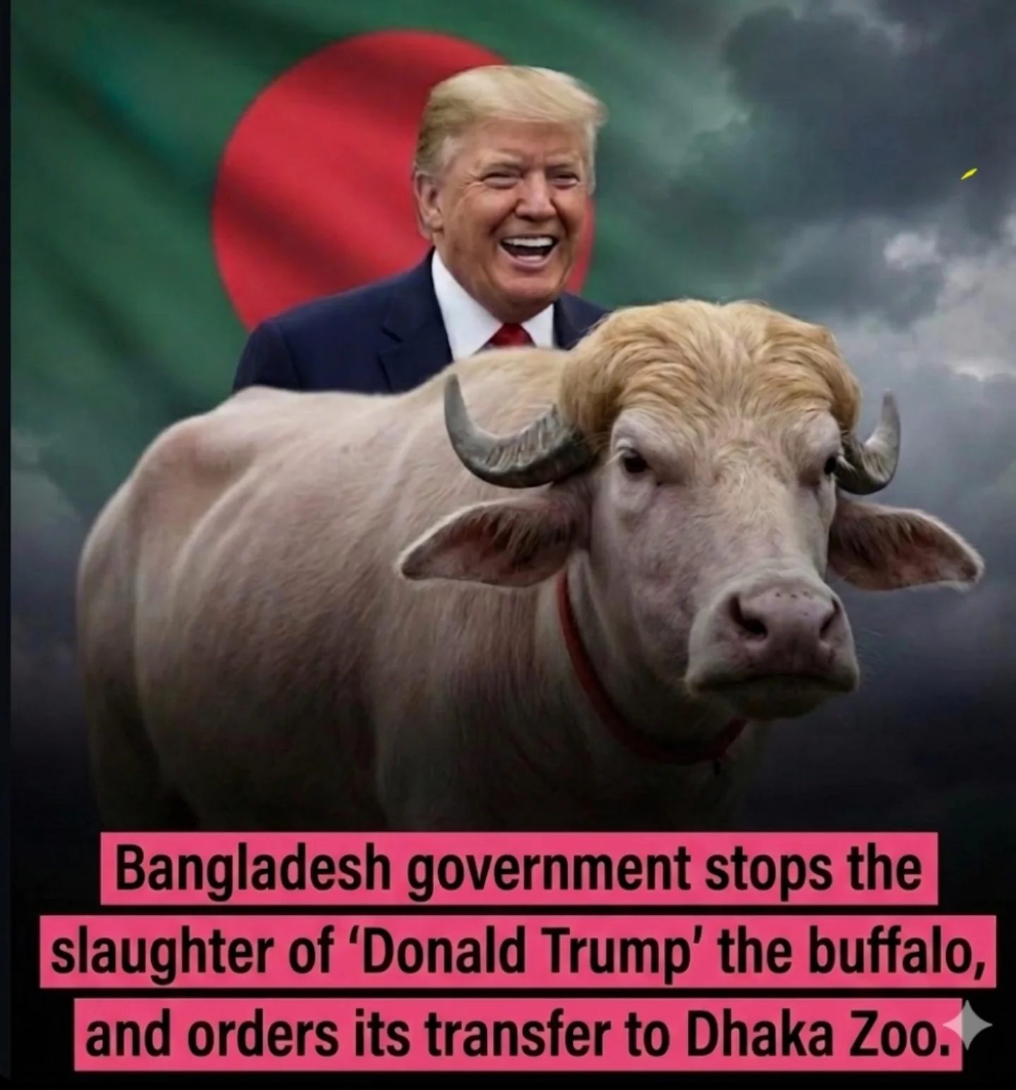 Bangladesh Government Saves 'Donald Trump' Buffalo for Zoo