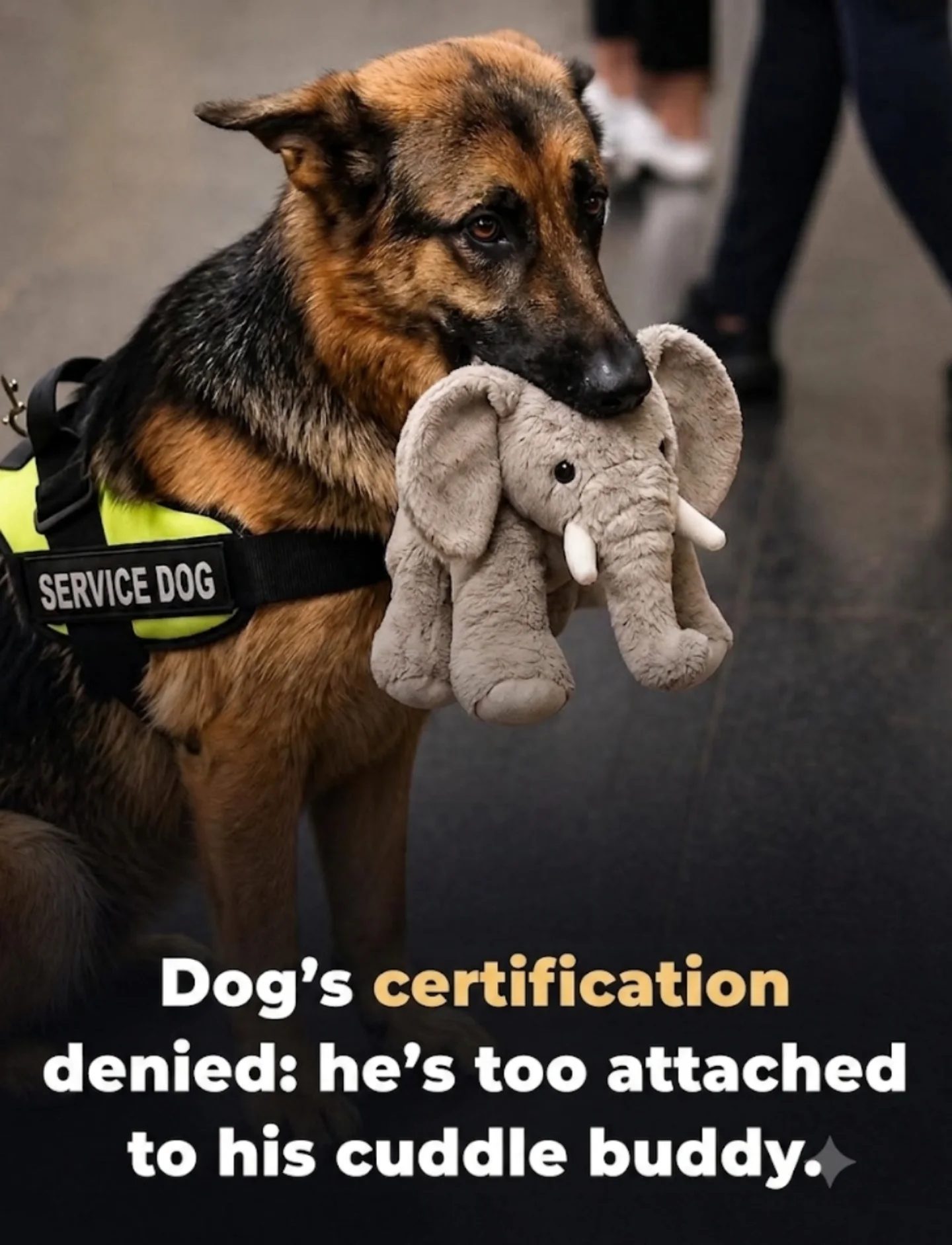 Canine Love Over Duty: The German Shepherd's Toy Dilemma