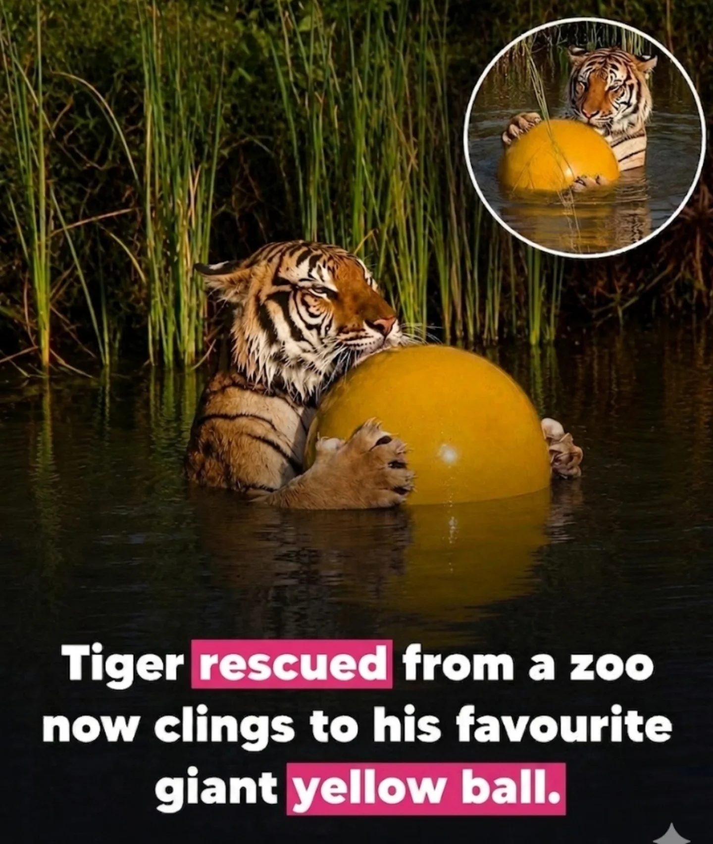 Rescued Tiger's Joy: Playing with His Favorite Giant Ball