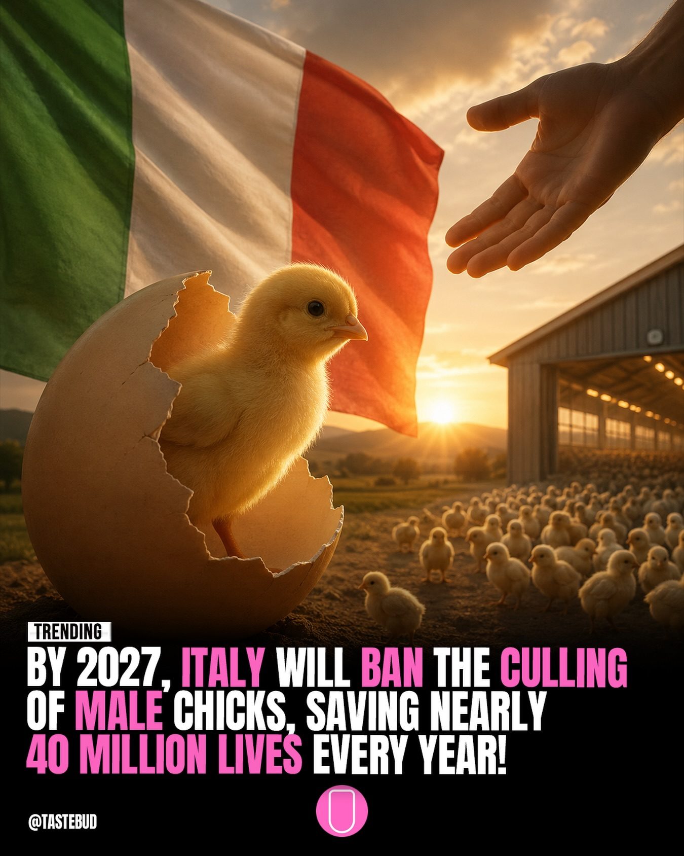 Italy's Ban on Male Chick Culling: Saving 40 Million Lives Annually