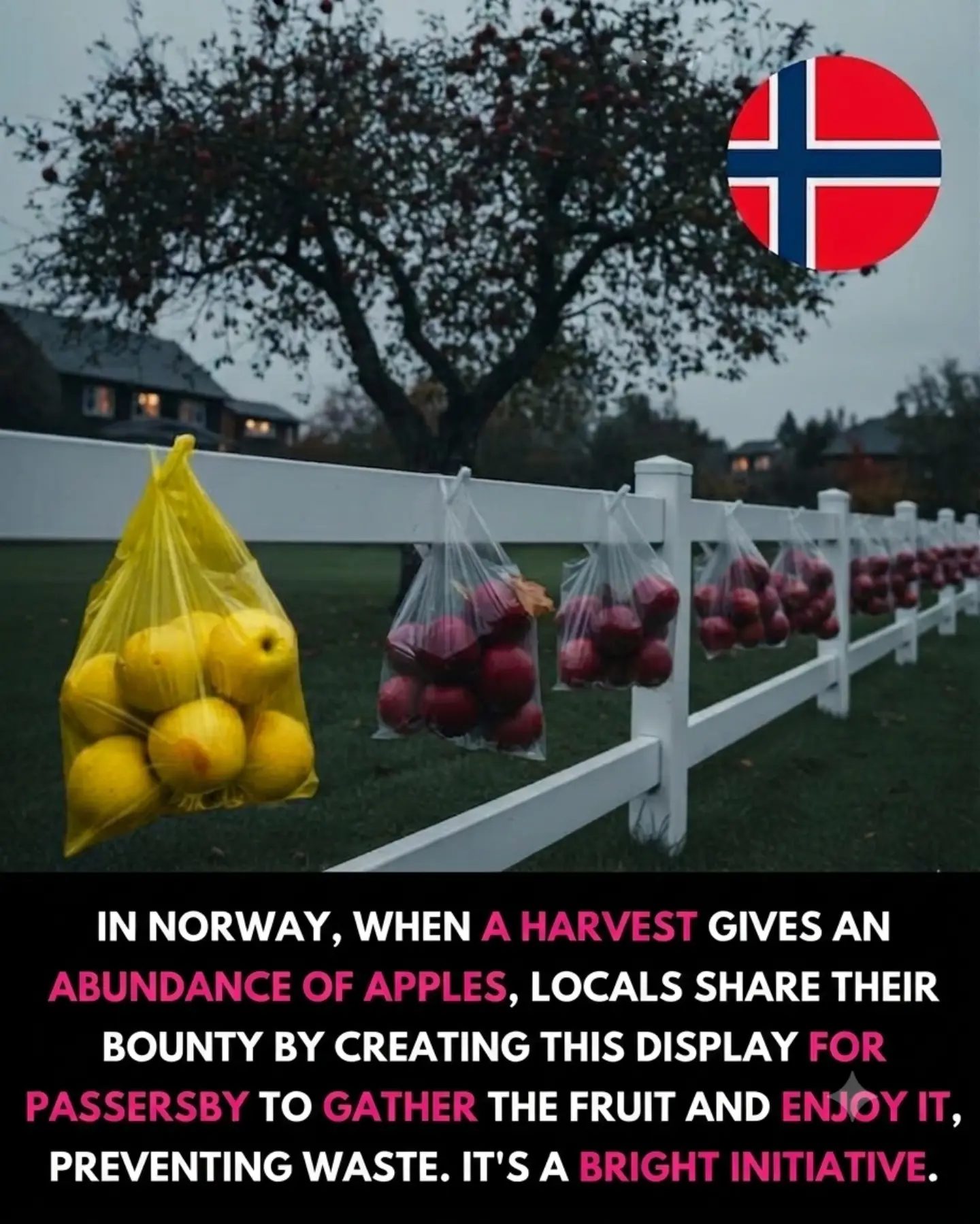 Norway's Apple-Sharing Tradition: Community Bonding and Waste Reduction