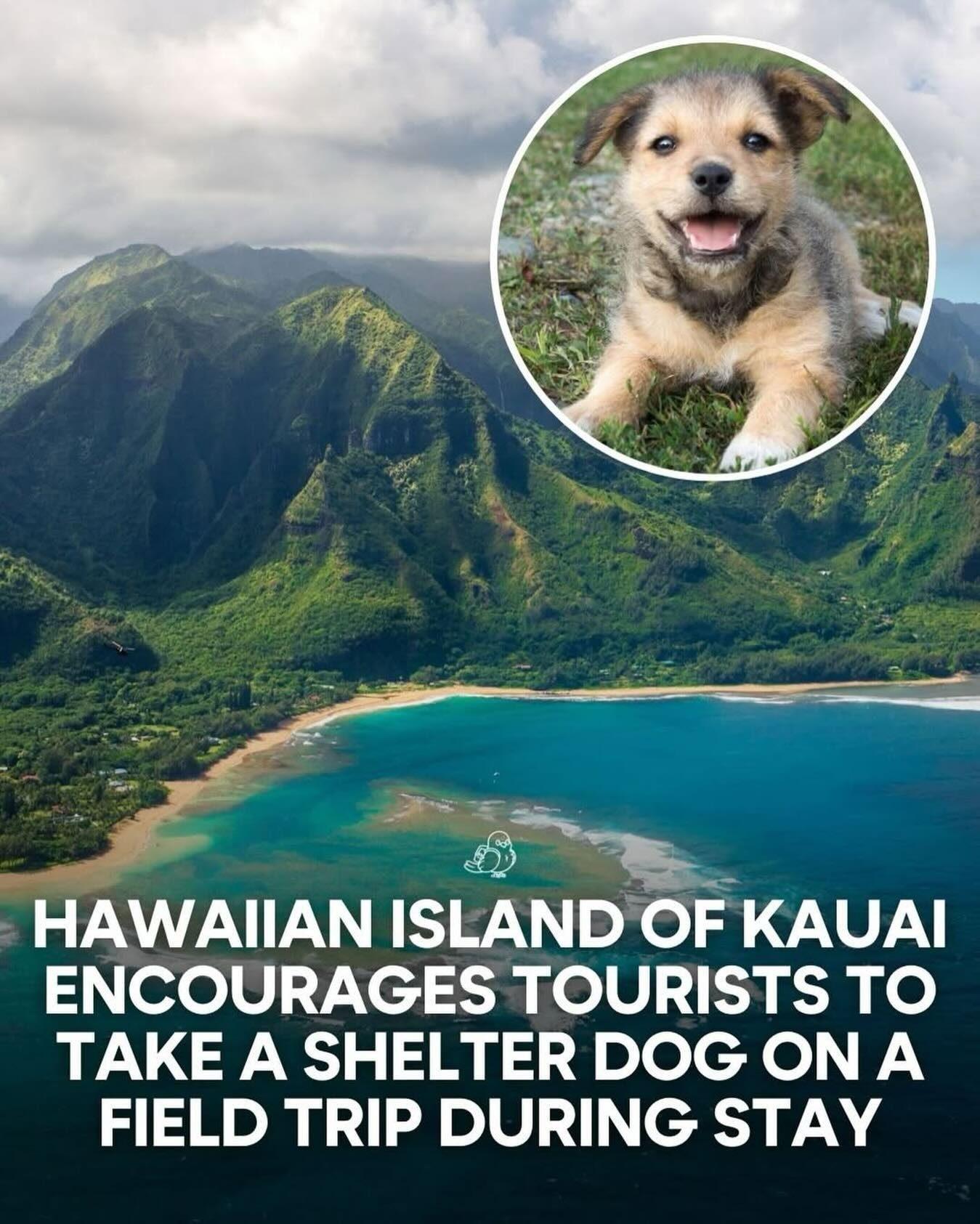 Kaua'i: Take a Shelter Dog on Your Island Adventure