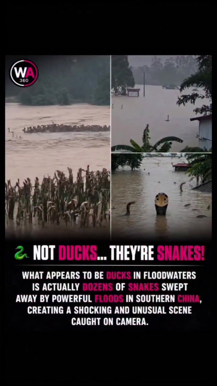 Snakes Swarmed by Floodwaters in Southern China