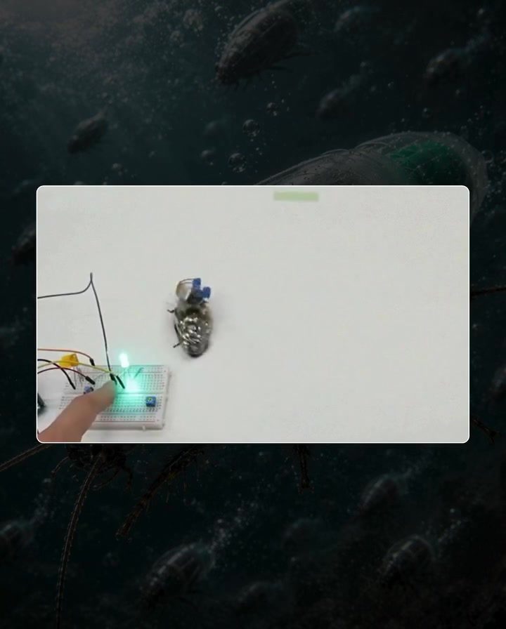 The Future of Search and Rescue: Diving Robotic Insects