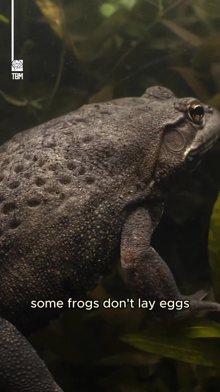 The Surinam Toad's Unique Skin Birth Process
