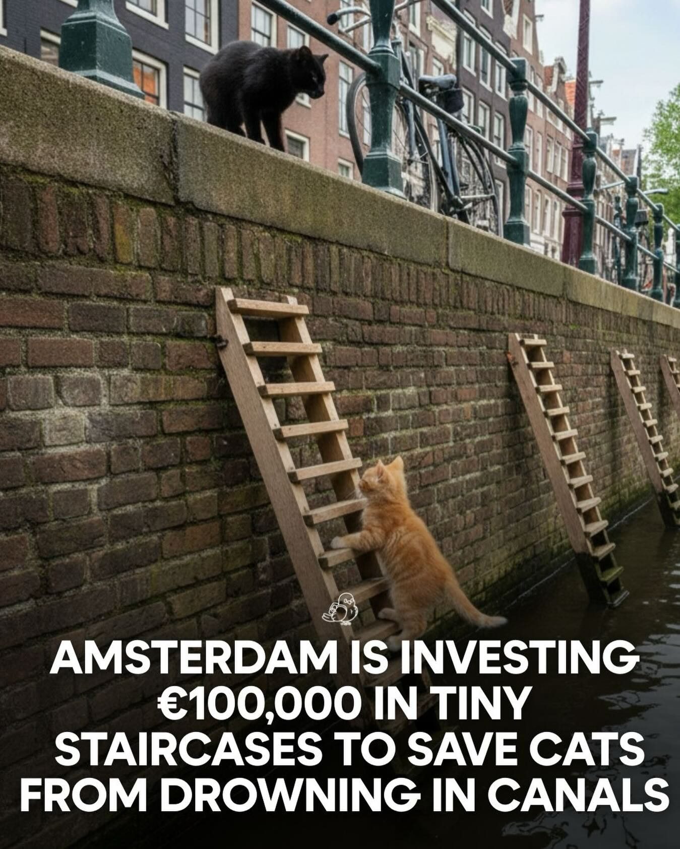 Amsterdam's €100,000 Investment in Cat Staircases Saves Lives