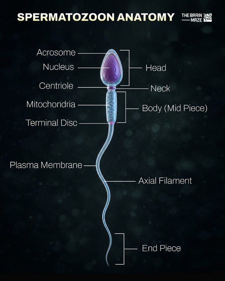Learn: The Labeled Diagram of a Sperm Cell