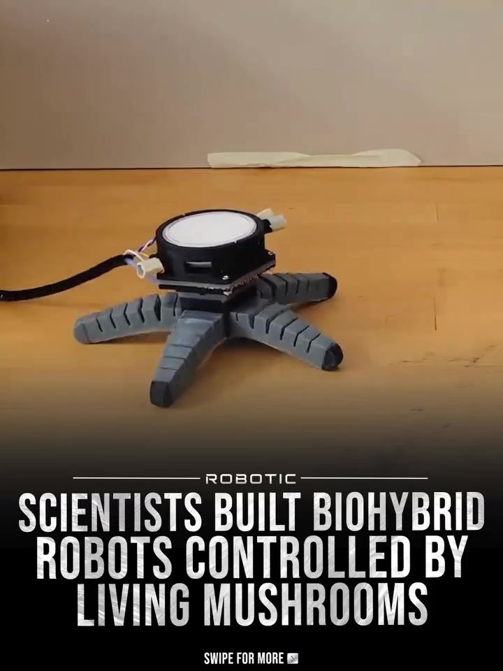 Mushroom-Controlled Robots: Exploring Biohybrid Tech