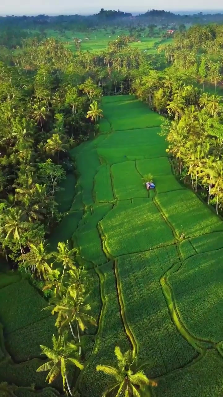 Aerial View of Tropical Rice Terraces