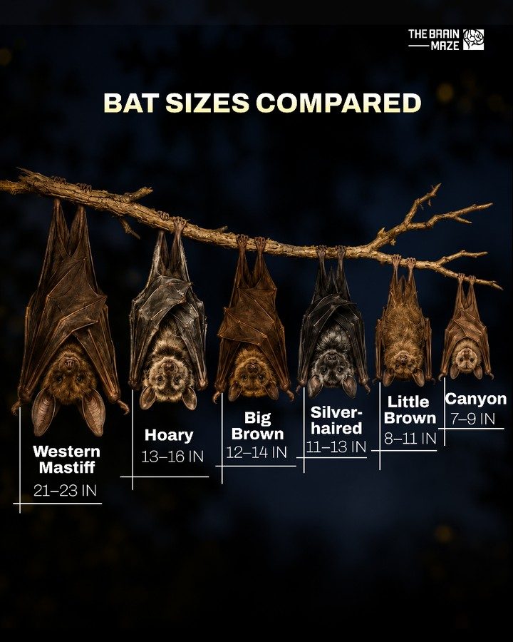 Explore the Fascinating Range of Bat Sizes