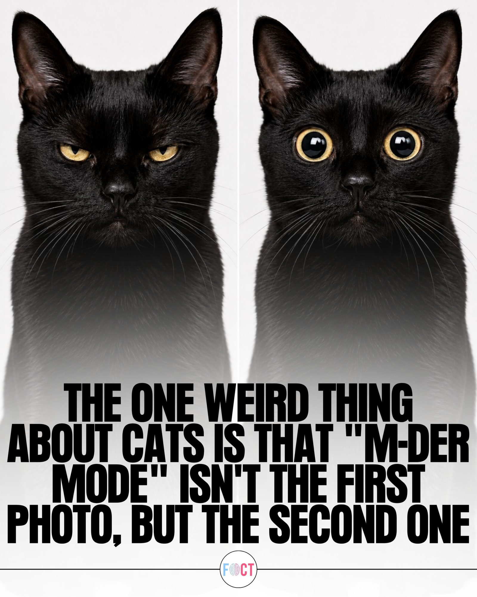 Decoding Your Cat's Expressions: 5 Facial Cues to Know