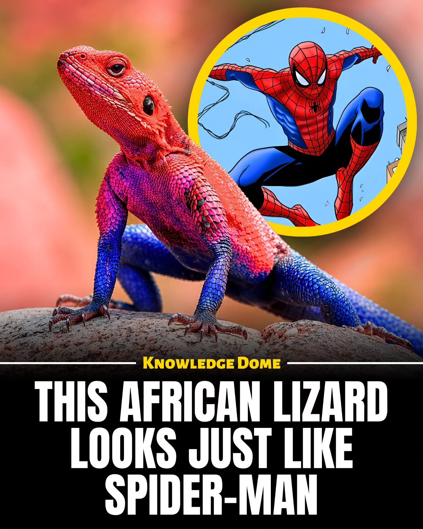 Mwanza Flat Headed Rock Agama: Spider-Man Look-Alike Lizard