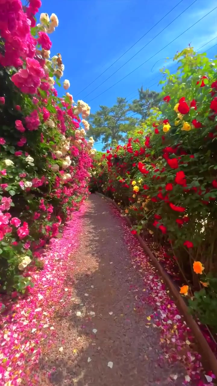 Bukchon Gamyeon Rose Path on Jeju Island
