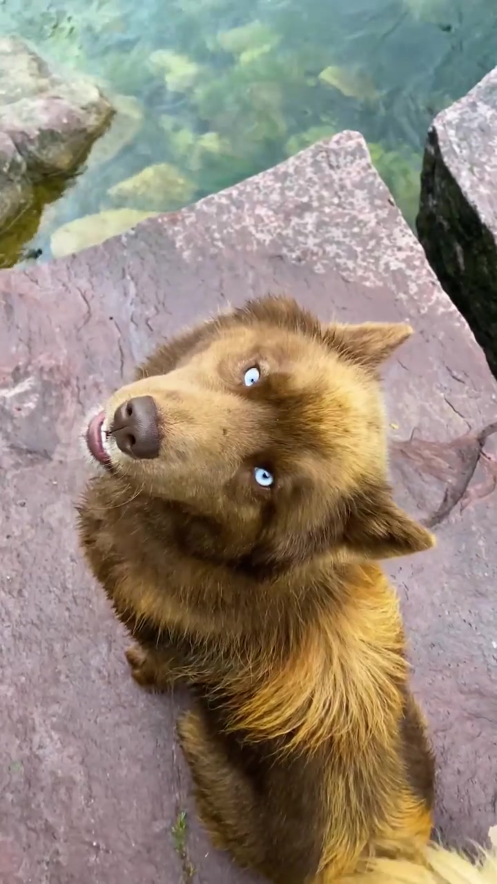Husky-Like Dog Enjoying Scenic Outdoor Adventure