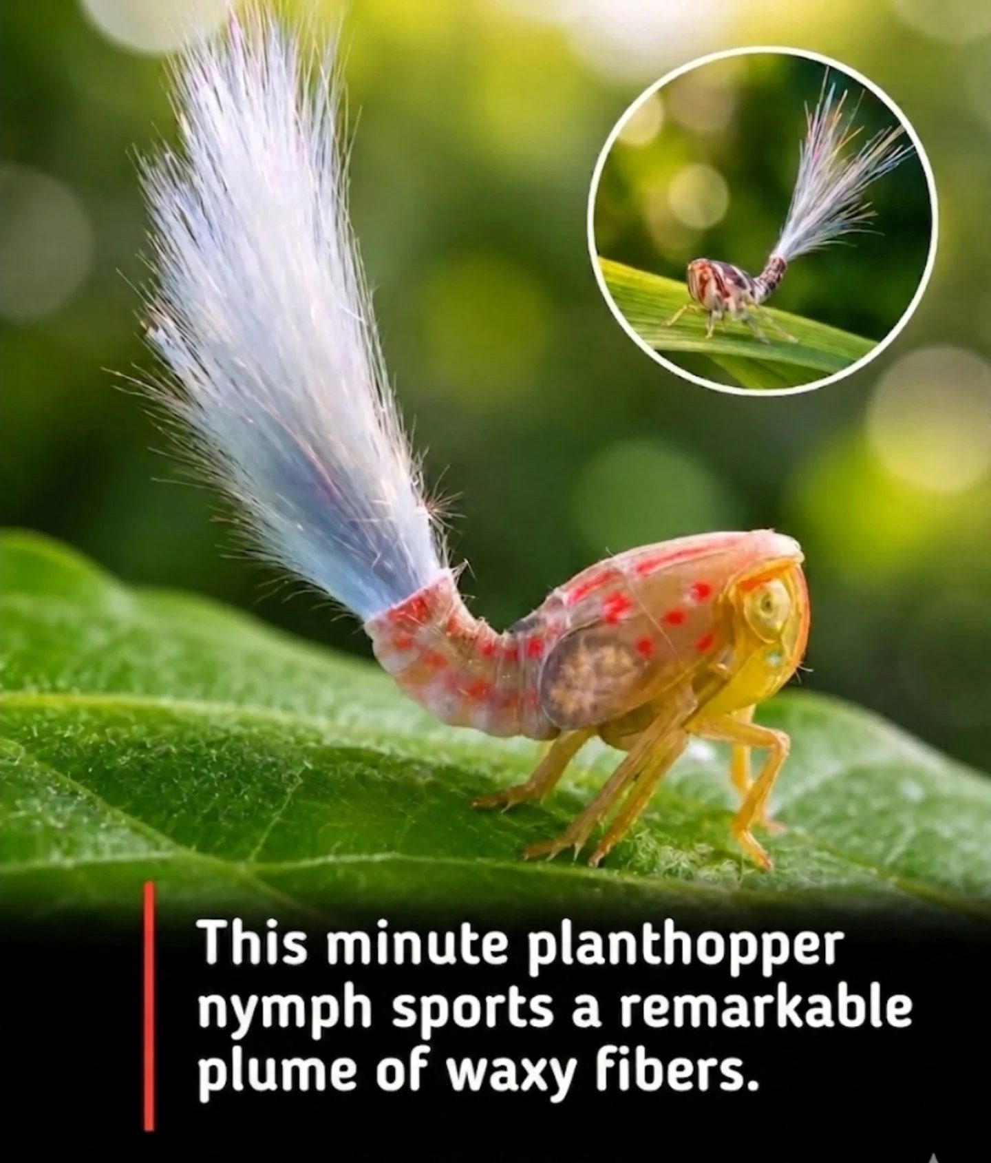 Unveiling the Planthopper Nymph's Waxy Adaptations