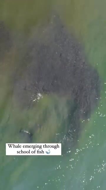 Aerial View: Whale Surfacing with Fish