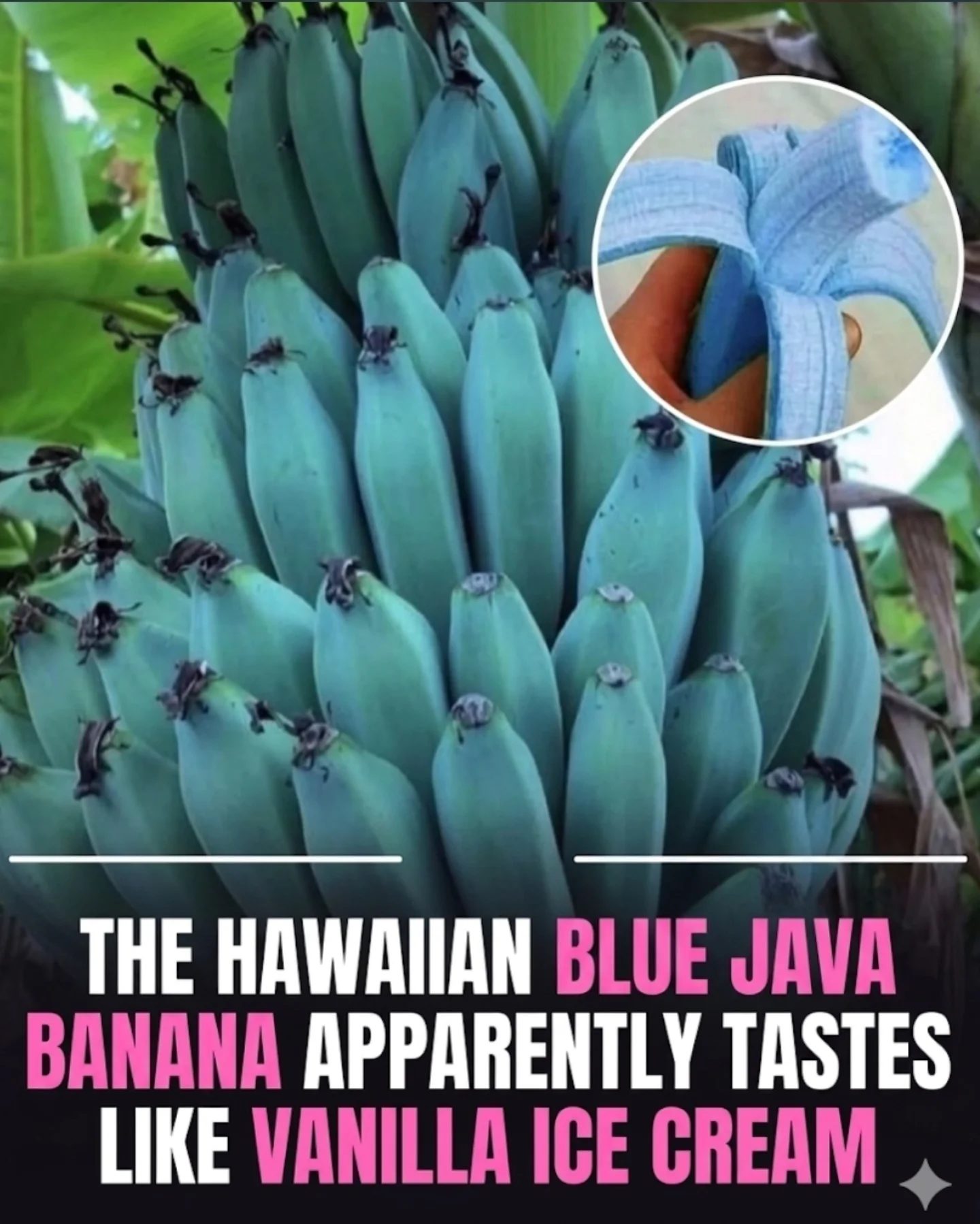 Discover the Blue Java Banana's Unique Color and Creamy Flavor