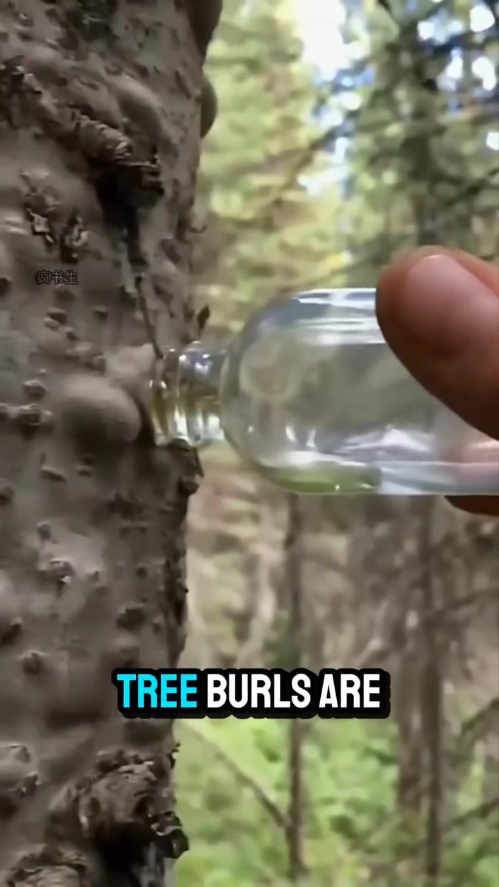 The Powerful Survival Uses of Canada Balsam from the Balsam Fir