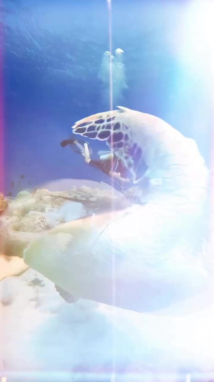 A Diver's Closer Look at a Sea Turtle in Clear Blue Water