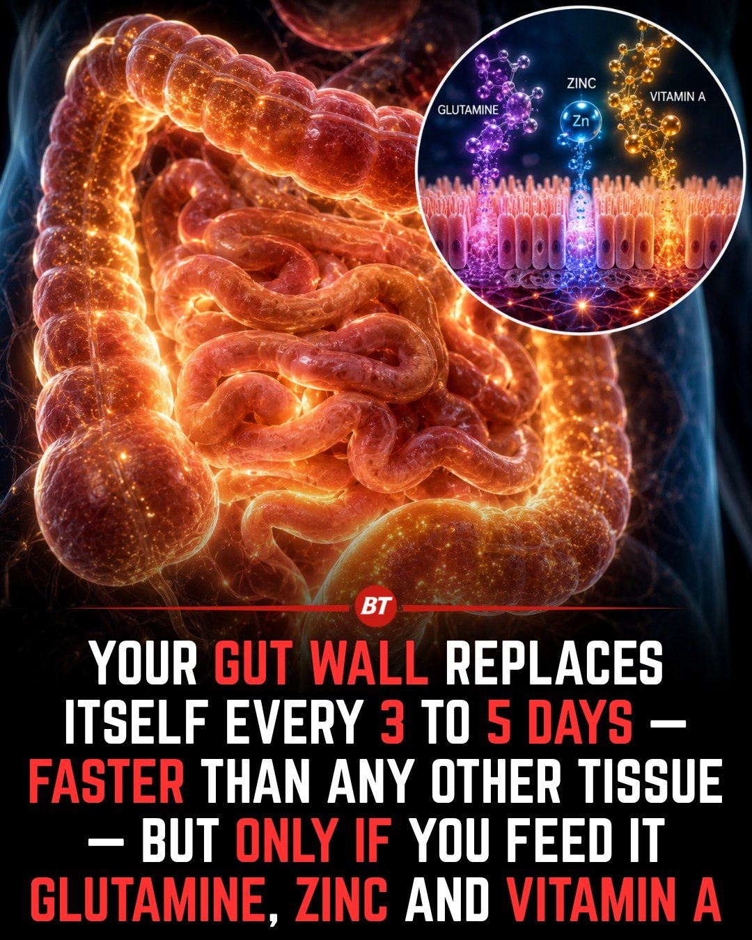 Unlocking Gut Health: Rapid Renewal and Essential Nutrients