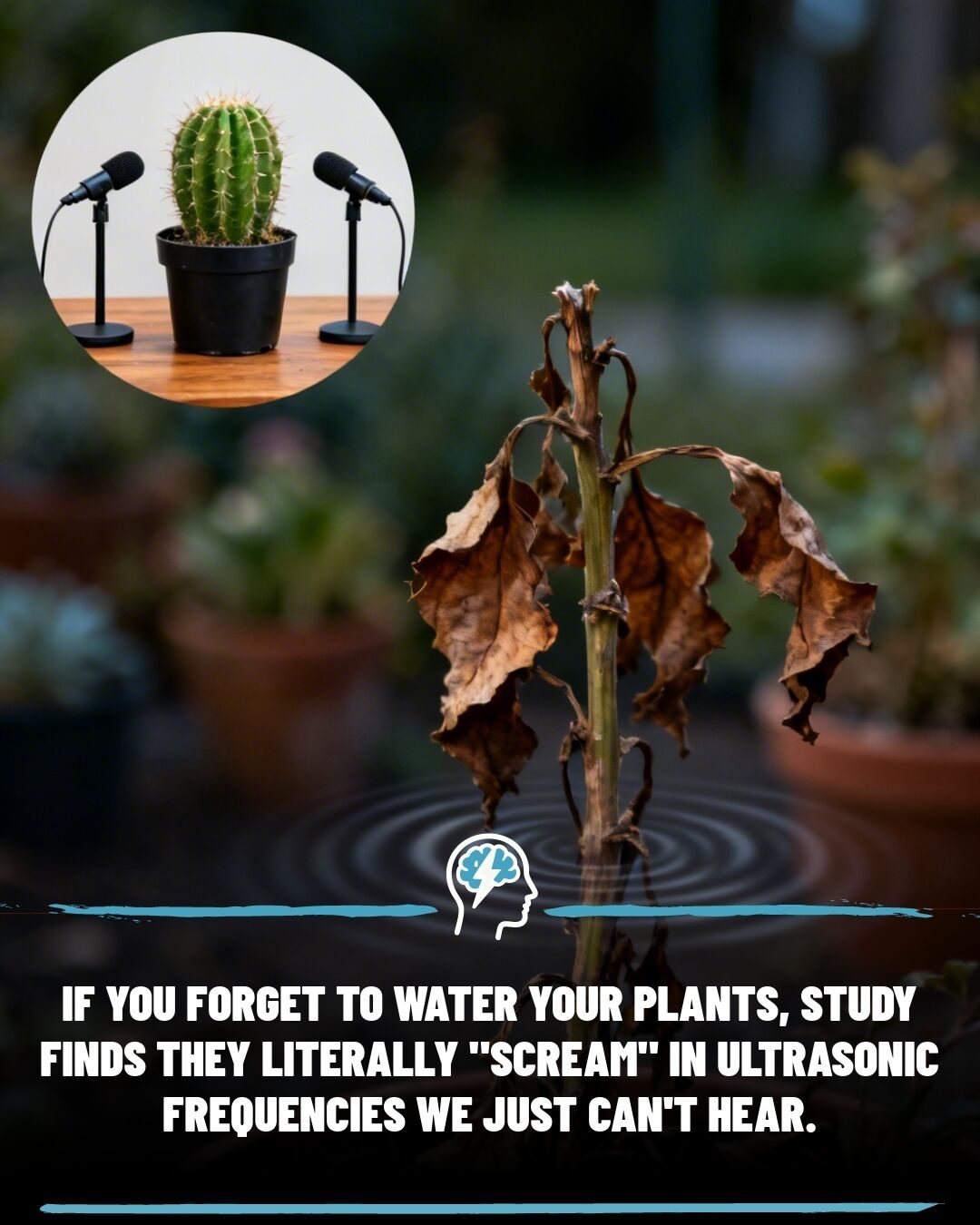 Plants "Scream" in Ultrasonic Frequencies When Stressed