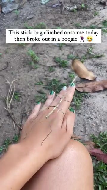 Lighthearted Stick Bug Encounter While Backpacking
