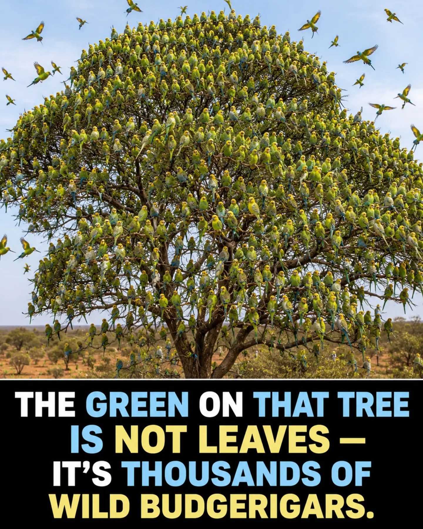The Tree Covered In Thousands Of Wild Budgerigars