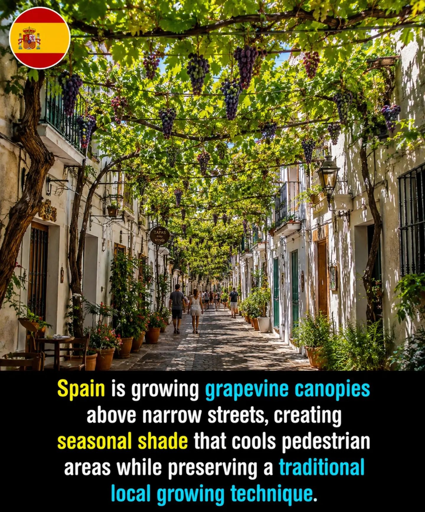 Spain's Cooling Streets: How Grapevines Shade Narrow Pathways
