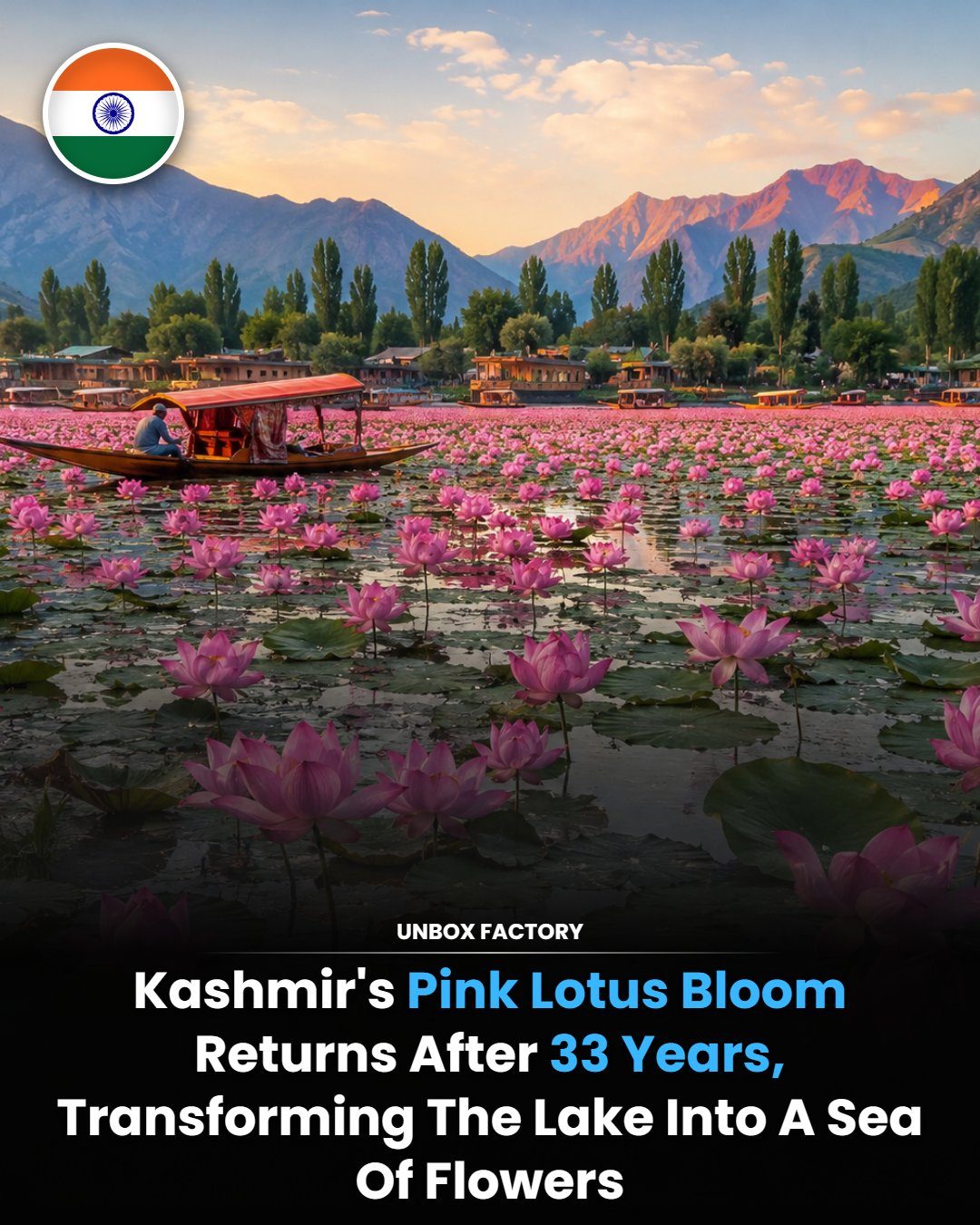 Kashmir's Dal Lake Blooms with Pink Lotus After 33 Years