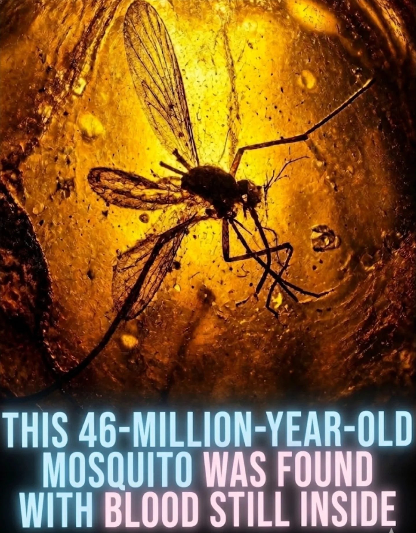 Ancient Mosquito: 46-Million-Year-Old Blood Discovery