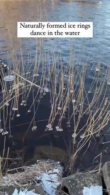 Mesmerizing Ice Rings Dancing on Water's Surface
